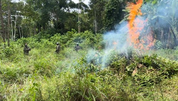 EN SUCUMBÍOS, FUERZAS ARMADAS DESTRUYE UNA HECTÁREA CON 10.000 PLANTA DE HOJAS DE OCA